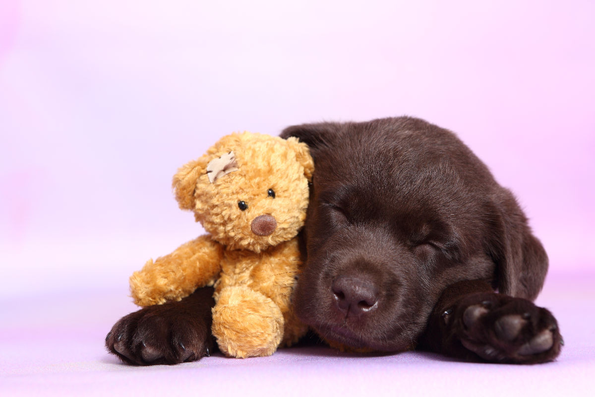 Labrador Retriever Welpe / Labrador Retriever Puppy