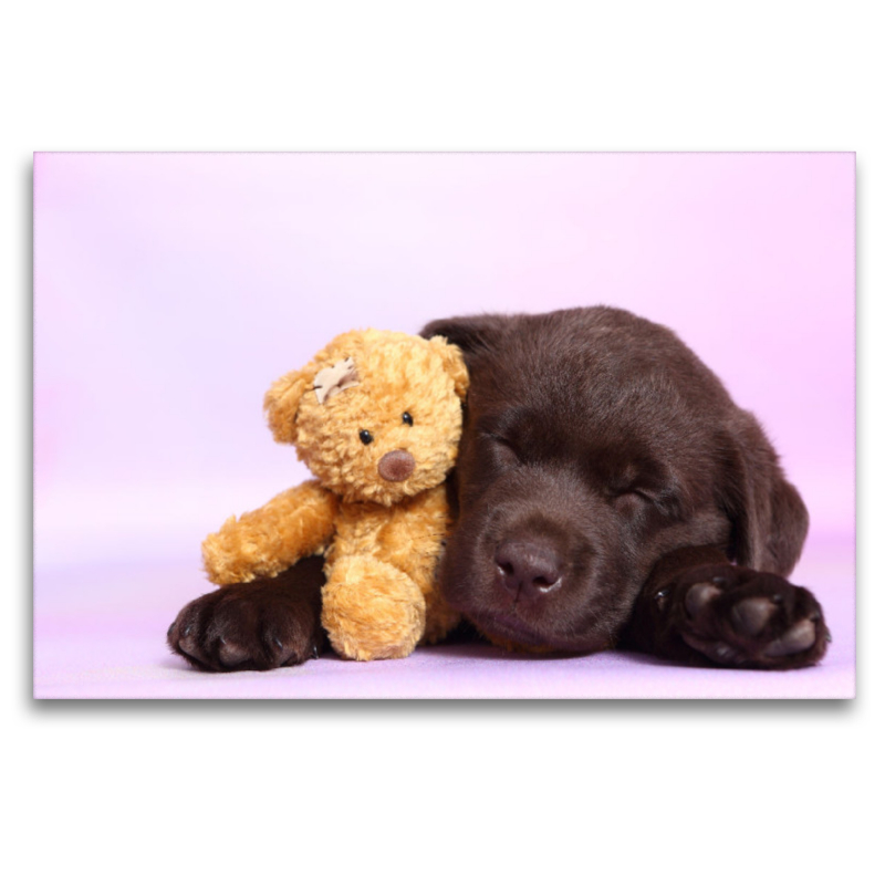 Labrador Retriever Welpe / Labrador Retriever Puppy