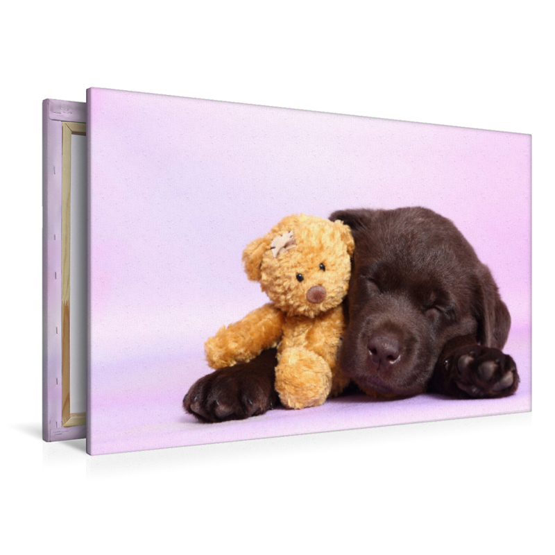 Labrador Retriever Welpe / Labrador Retriever Puppy