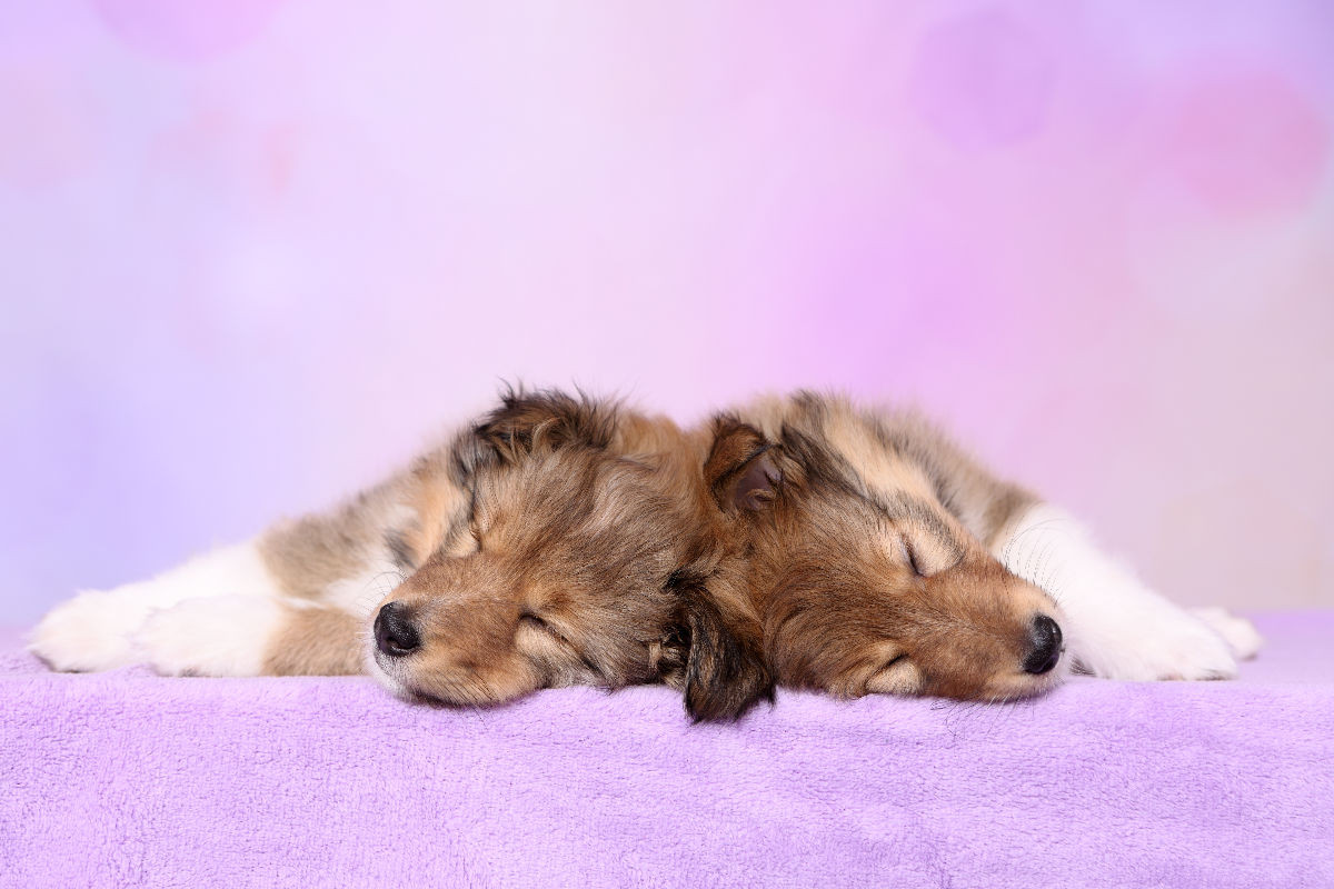 Sheltie Welpe / Shetland Sheepdog Puppy