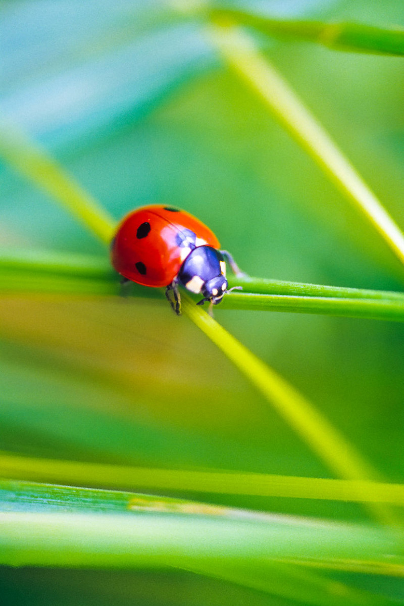 Siebenpunkt-Marienkäfer (Coccinella septempunctata)