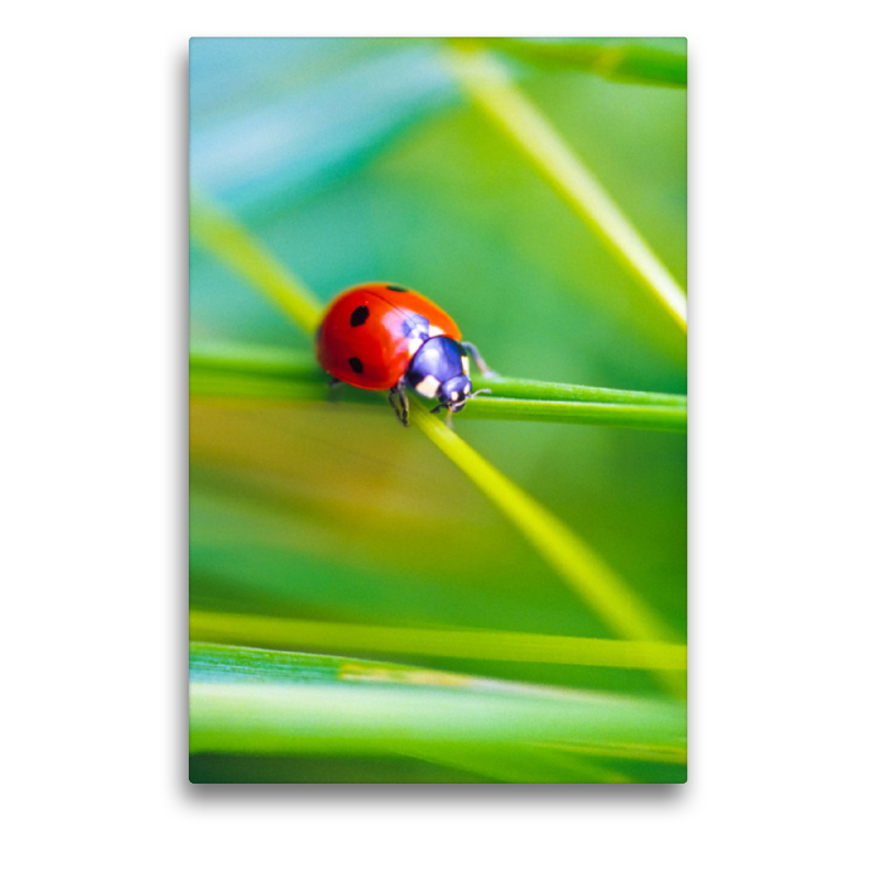 Siebenpunkt-Marienkäfer (Coccinella septempunctata)