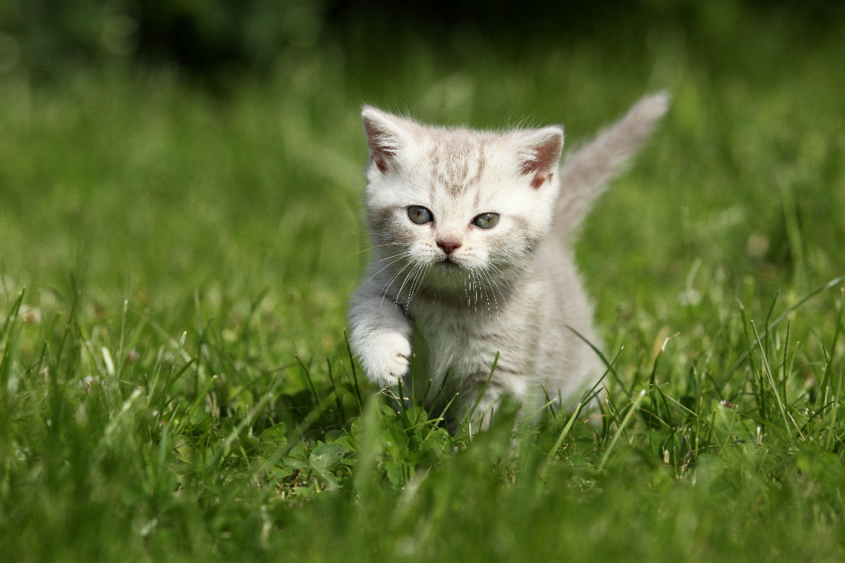 Britisch Kurzhaar Kätzchen / British Shorthair Kitten