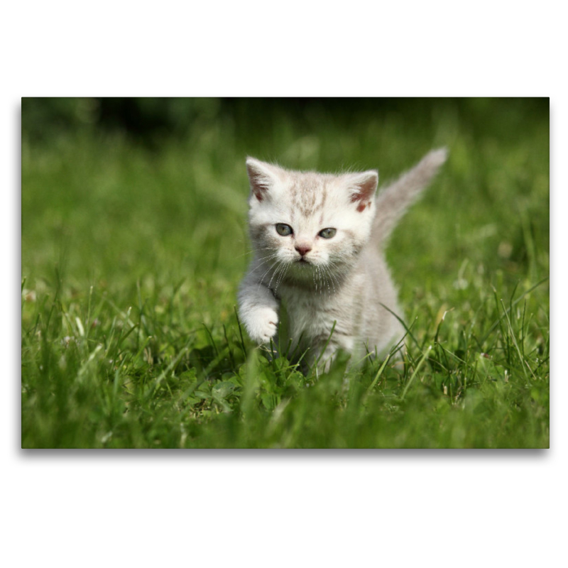 Britisch Kurzhaar Kätzchen / British Shorthair Kitten