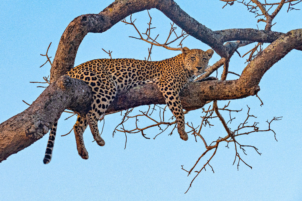 Wilder Leopard auf Baum