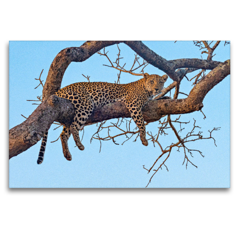 Wilder Leopard auf Baum