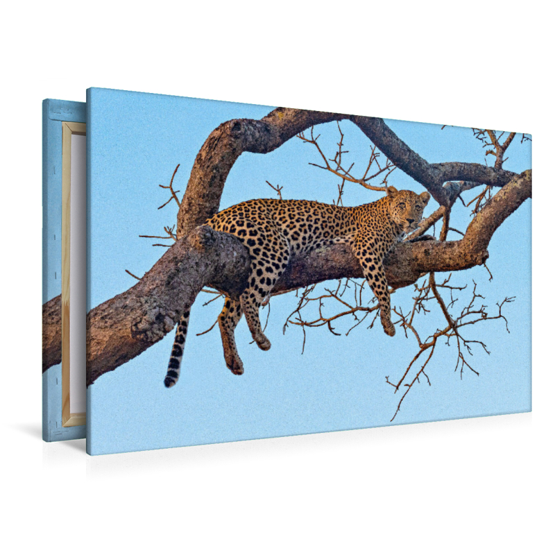 Wilder Leopard auf Baum