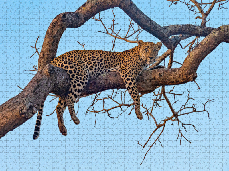 Wilder Leopard auf Baum