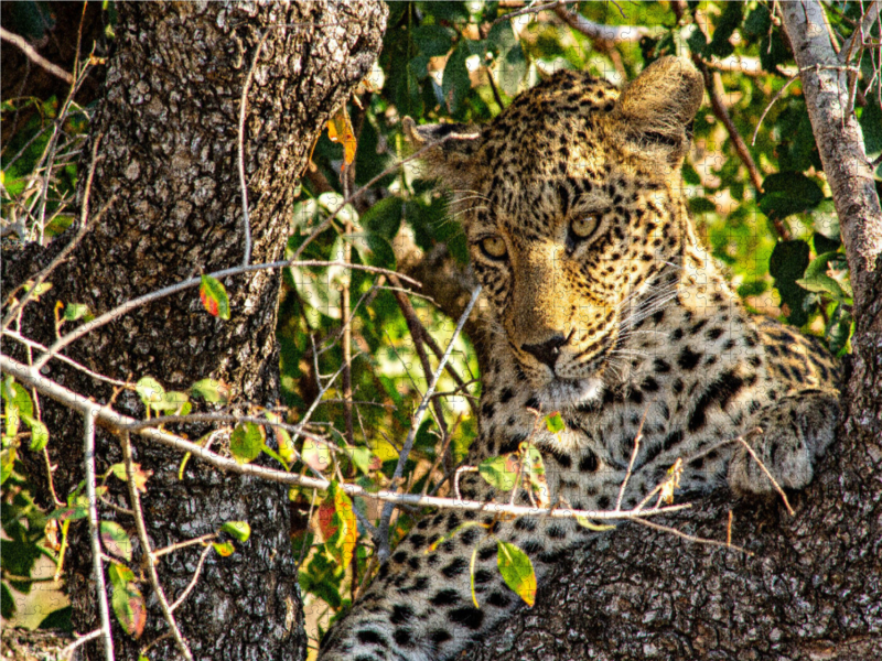 Wilder Leopard auf Baum