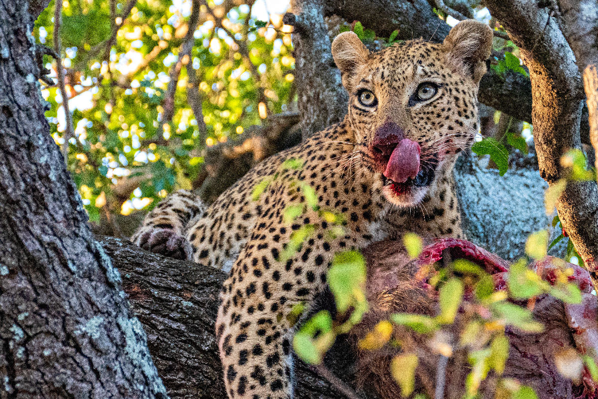 Wilder Leopard auf Baum