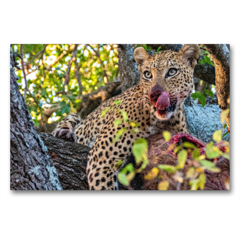 Wilder Leopard auf Baum