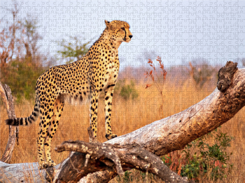 Wilder Gepard auf Baum