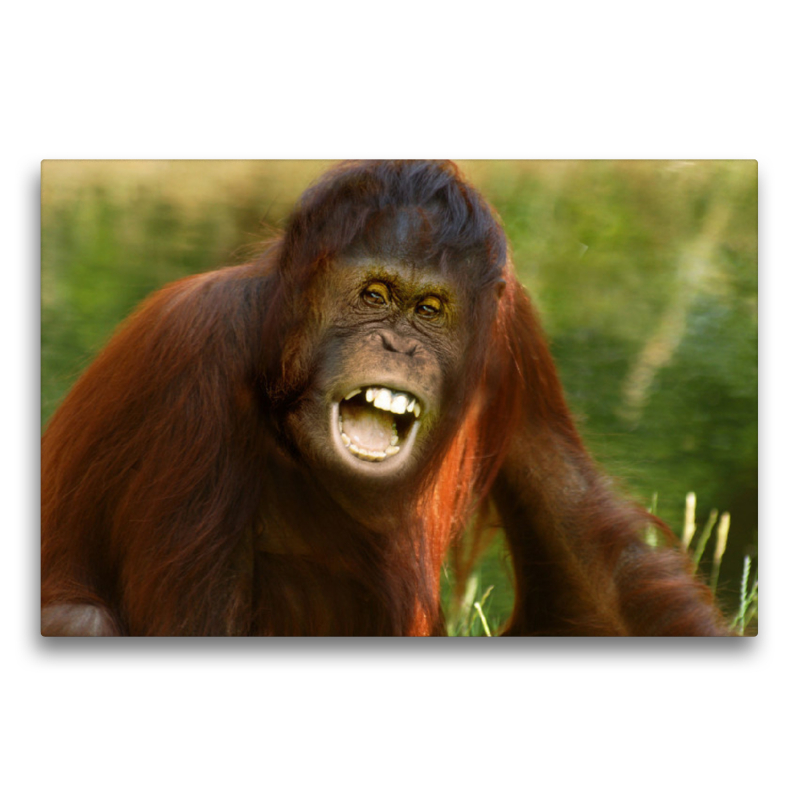 Orang Utan Florida