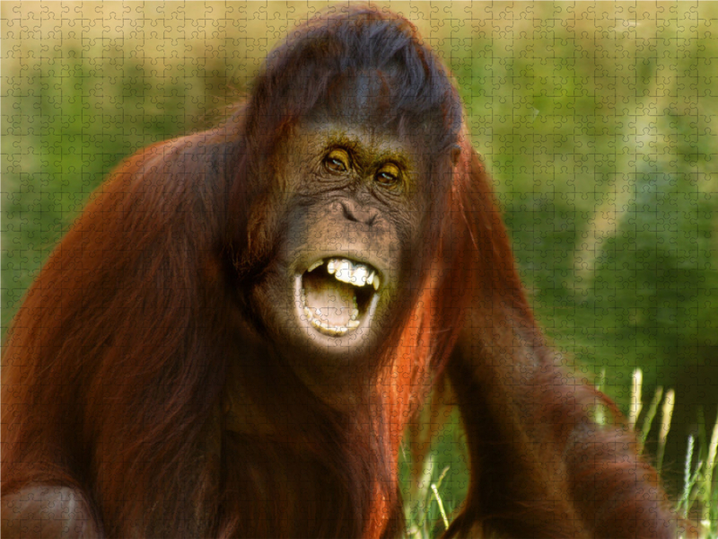 Orang Utan Florida