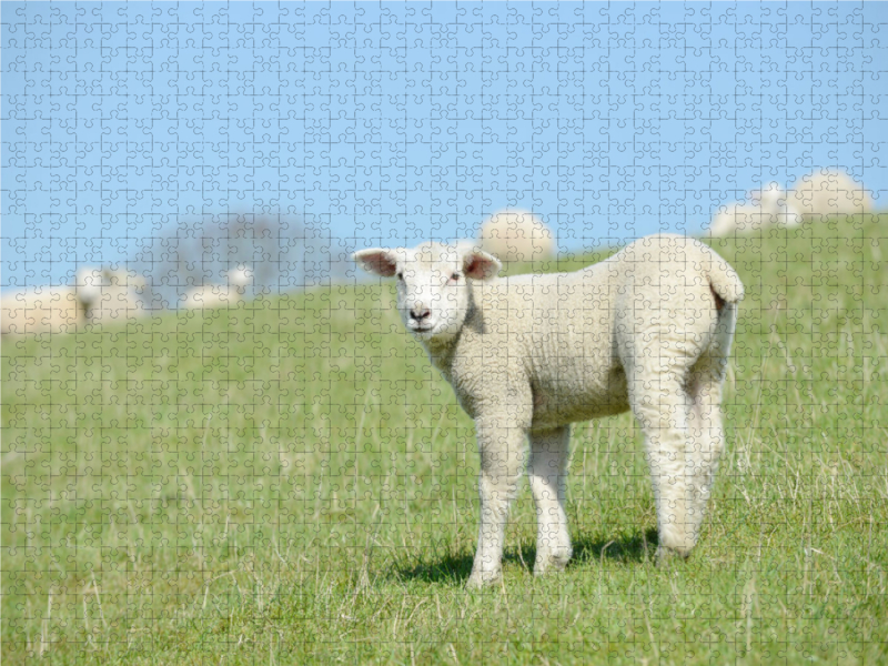 Lamm steht auf der Wiese