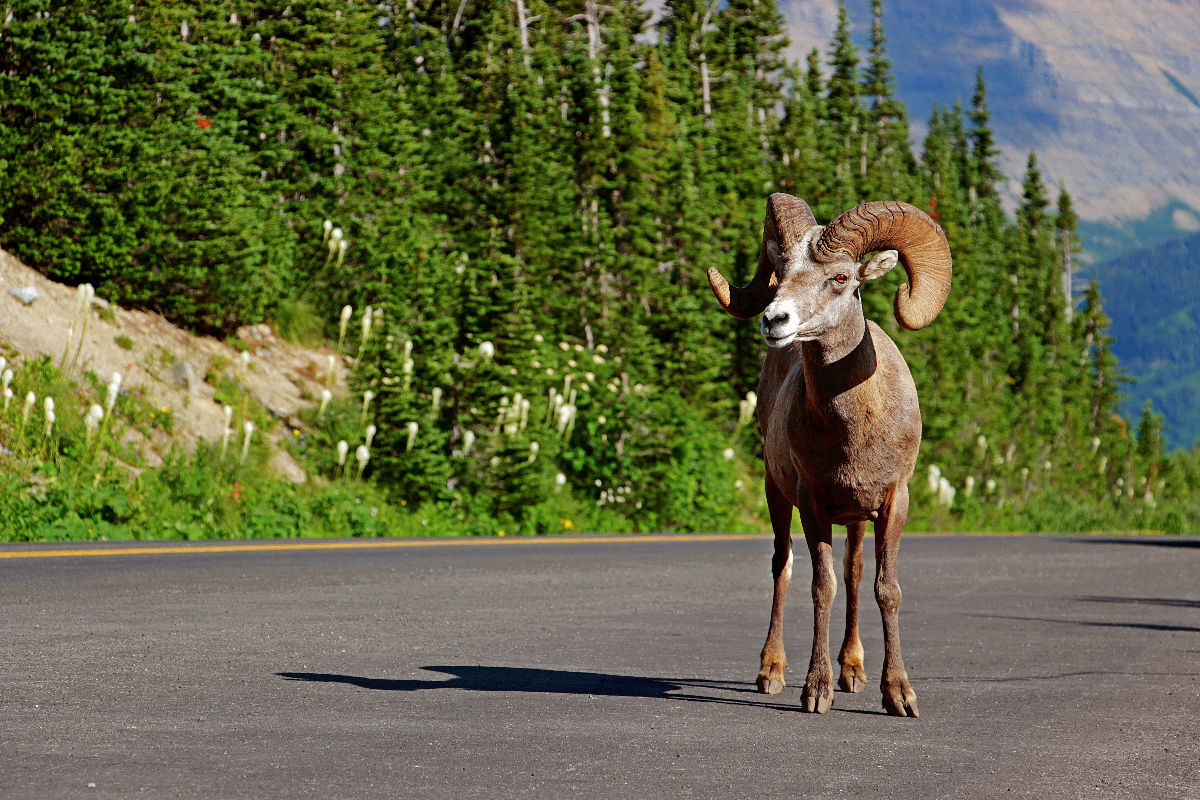 Dickhornschaf am Icefields Parkway in Alberta (Kanada)