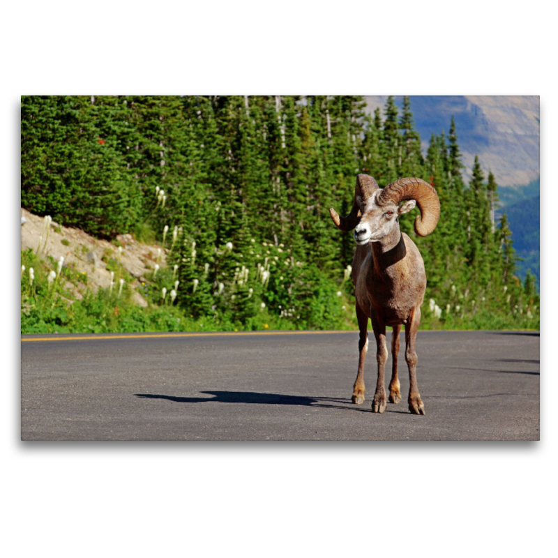 Dickhornschaf am Icefields Parkway in Alberta (Kanada)