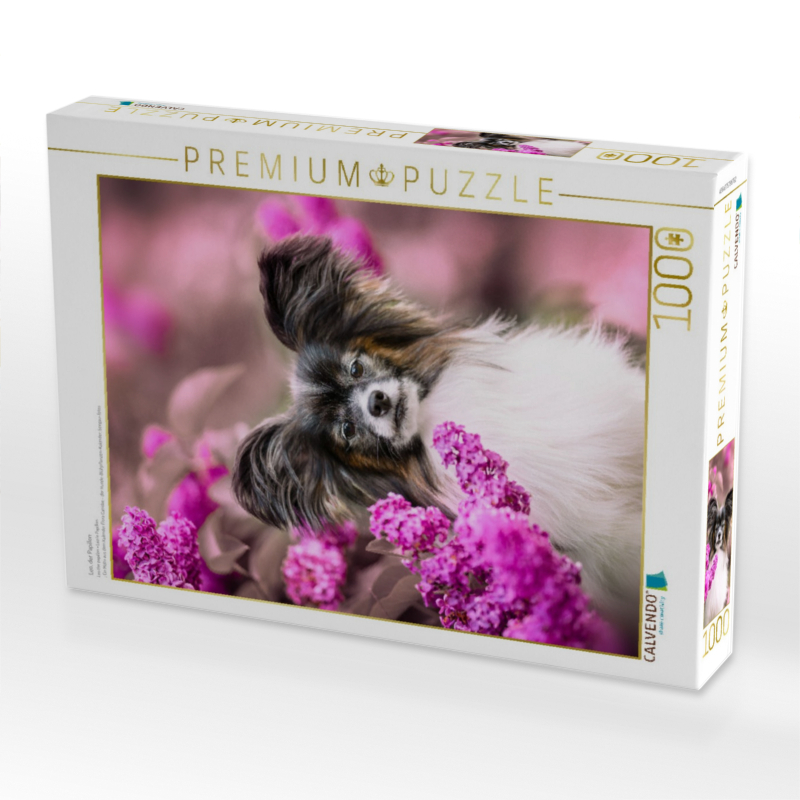 Leo, der Papillon