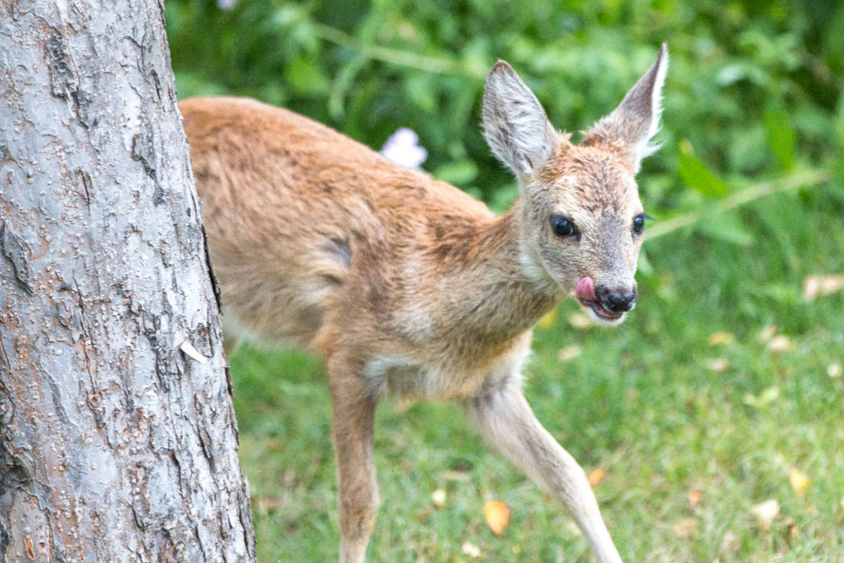 Ein Motiv aus dem Kalender Heimische Tiere - Rehe