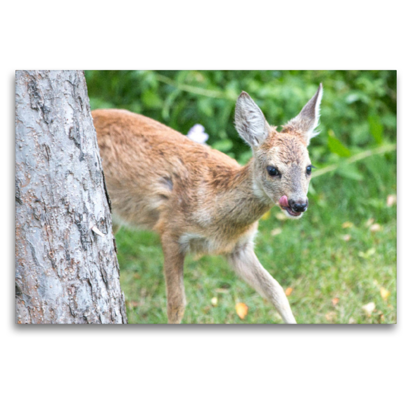 Ein Motiv aus dem Kalender Heimische Tiere - Rehe