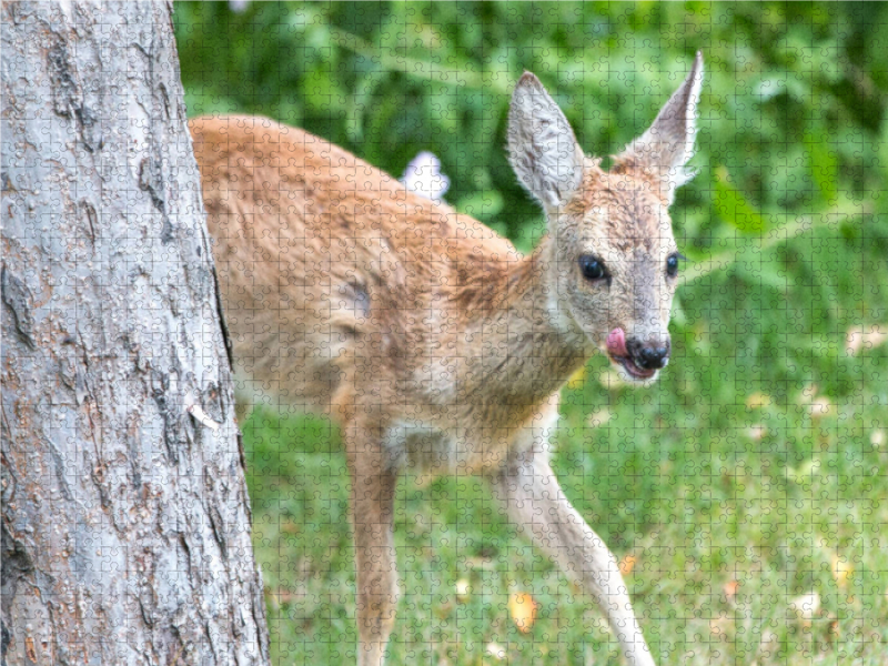 Ein Motiv aus dem Kalender Heimische Tiere - Rehe