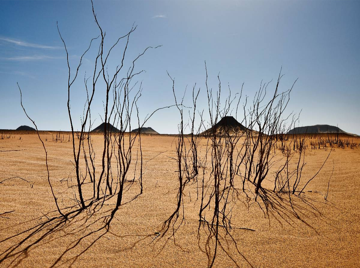 Trockene Sträucher in der schwarzen Wüste nahe der Oase Bahariya