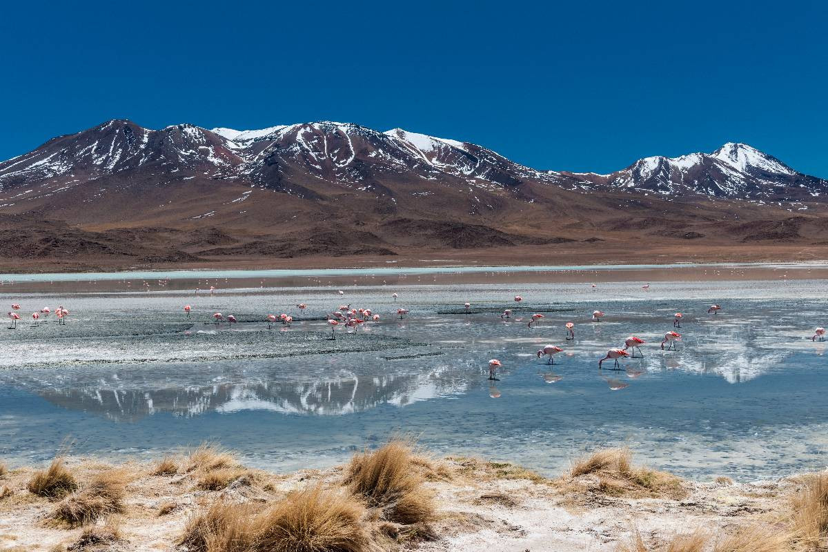 James-Flamingos an der Laguna Hedionda