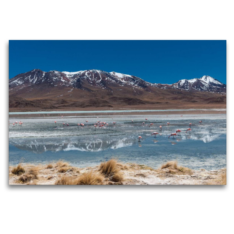 James-Flamingos an der Laguna Hedionda