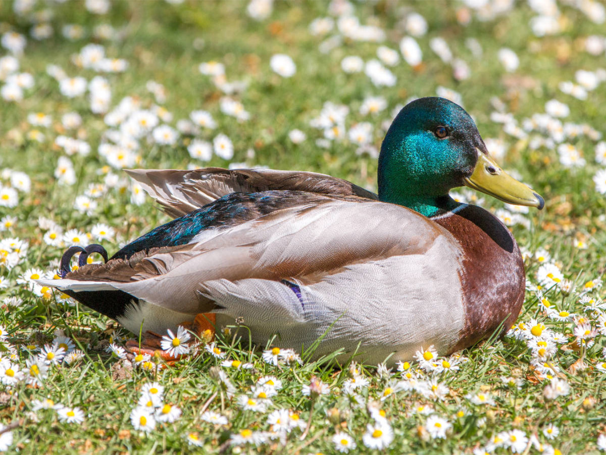 Erpel auf einer Wiese