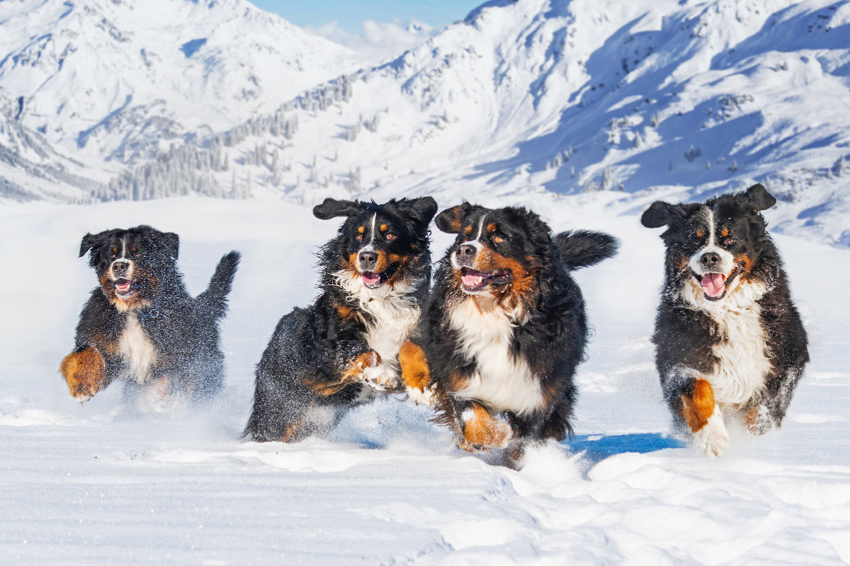 Ein Motiv aus dem Kalender Berner Sennenhund Ein Traum auf vier Pfoten