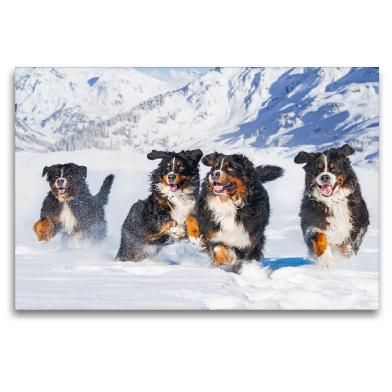 Ein Motiv aus dem Kalender Berner Sennenhund Ein Traum auf vier Pfoten