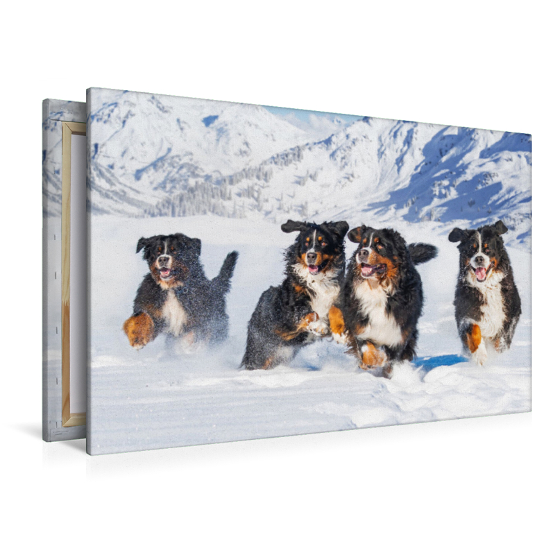 Ein Motiv aus dem Kalender Berner Sennenhund Ein Traum auf vier Pfoten