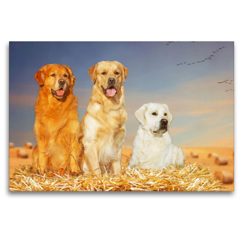 Ein Motiv aus dem Kalender Golden Retriever - Ein Freund auf vier Pfoten