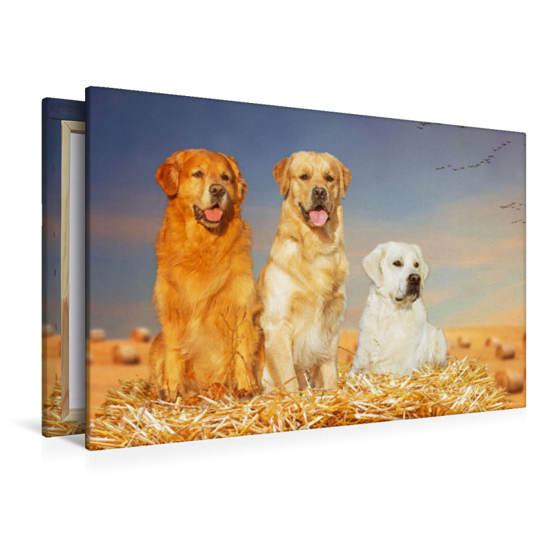 Ein Motiv aus dem Kalender Golden Retriever - Ein Freund auf vier Pfoten