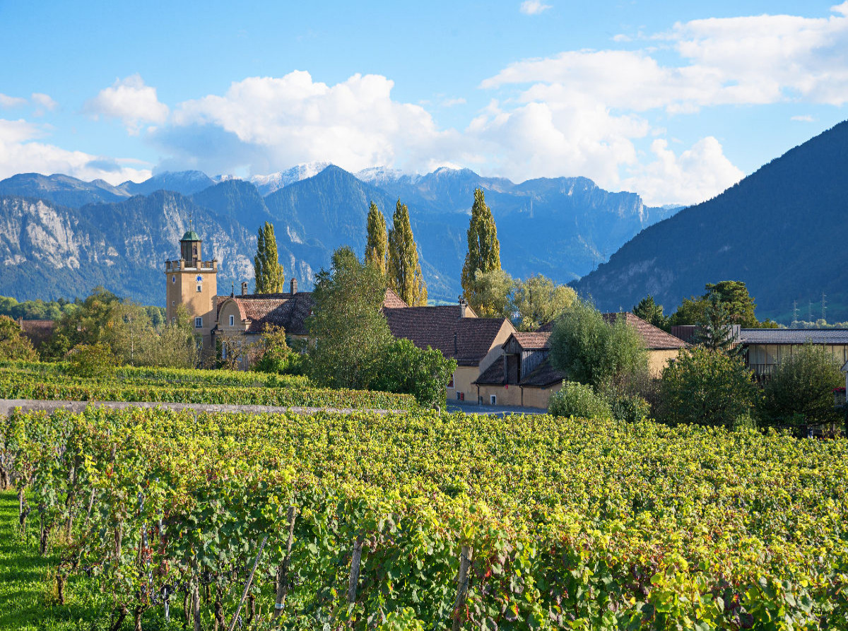 Weingut Schloss Salenegg Maienfeld