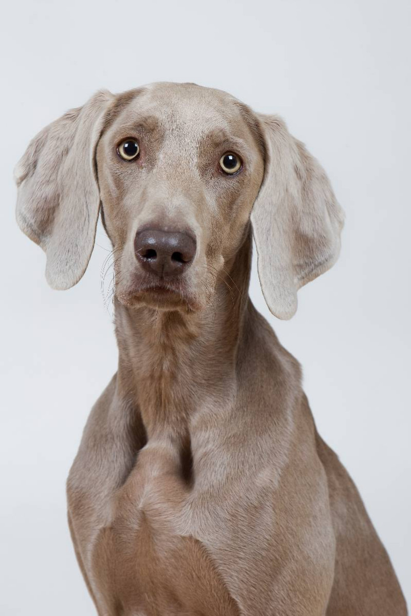 Weimaraner