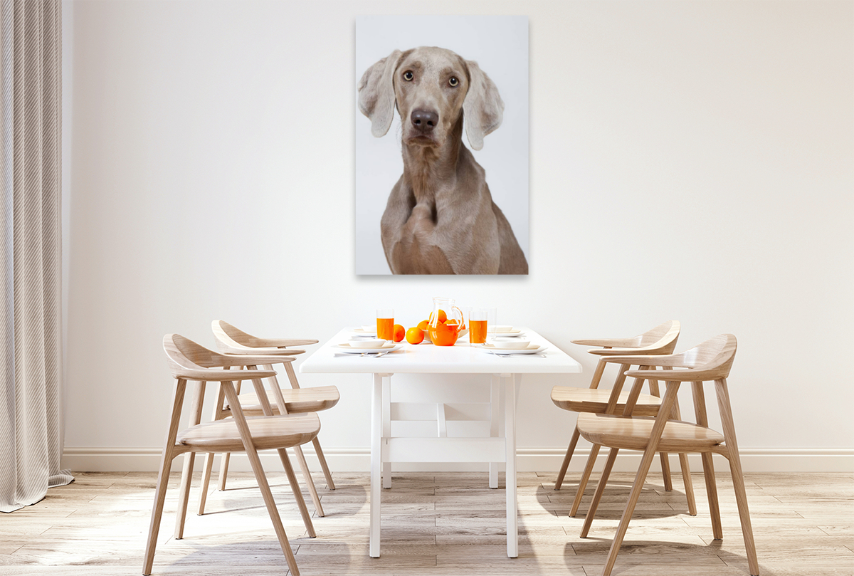 Weimaraner