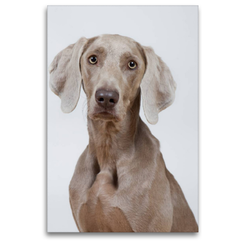 Weimaraner