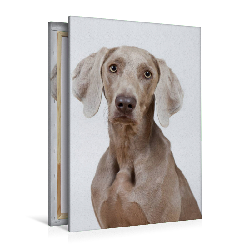 Weimaraner