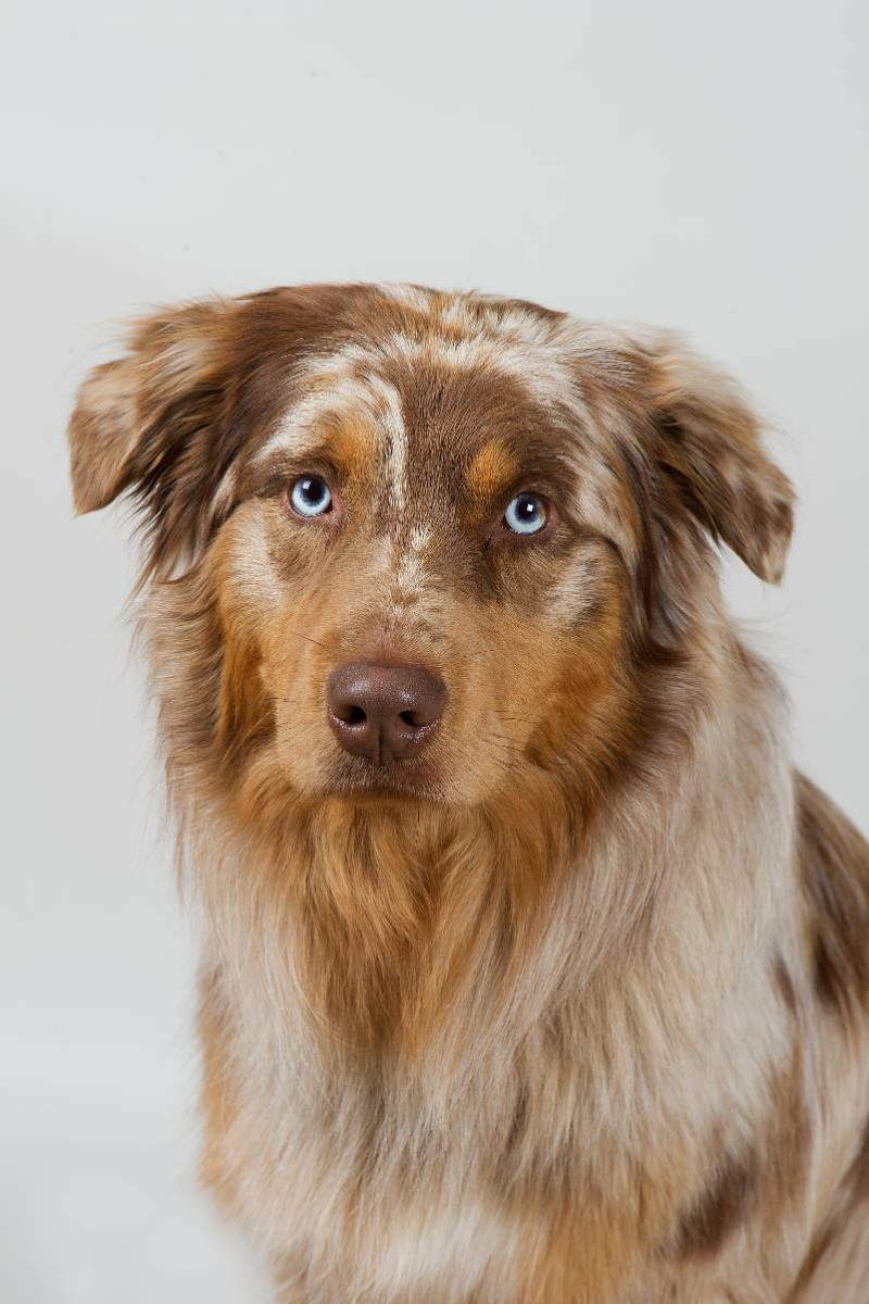 Australian Shepherd