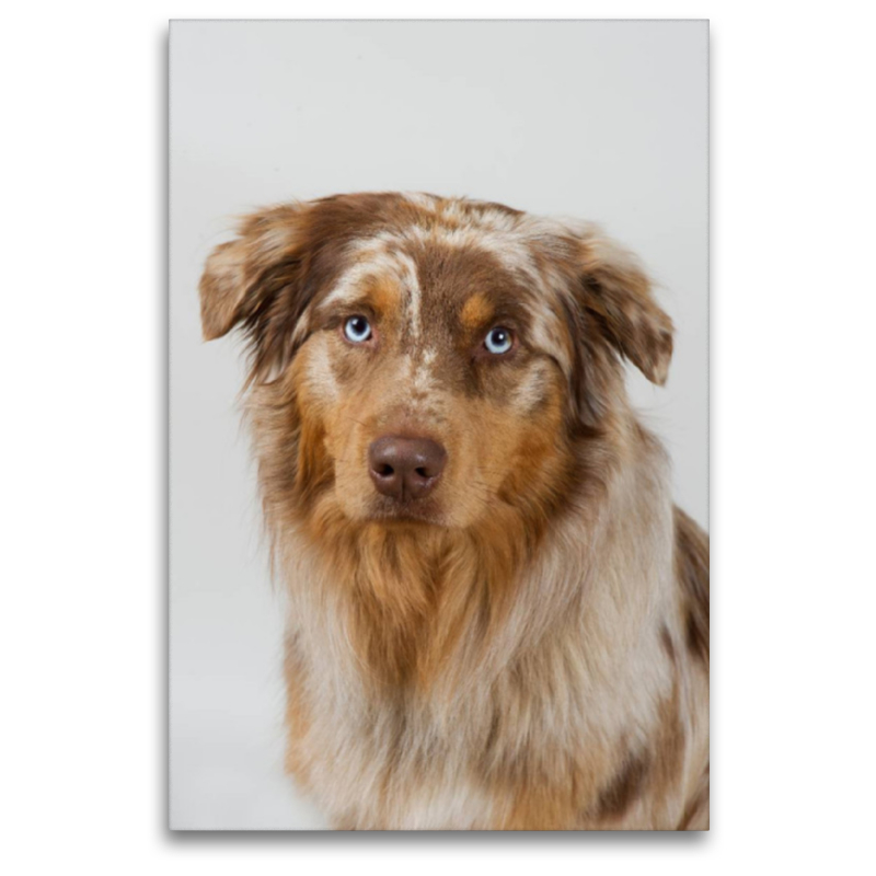 Australian Shepherd