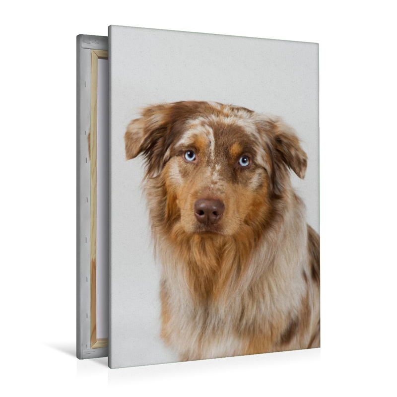 Australian Shepherd