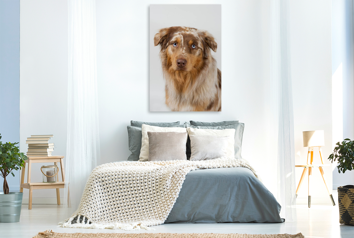 Australian Shepherd