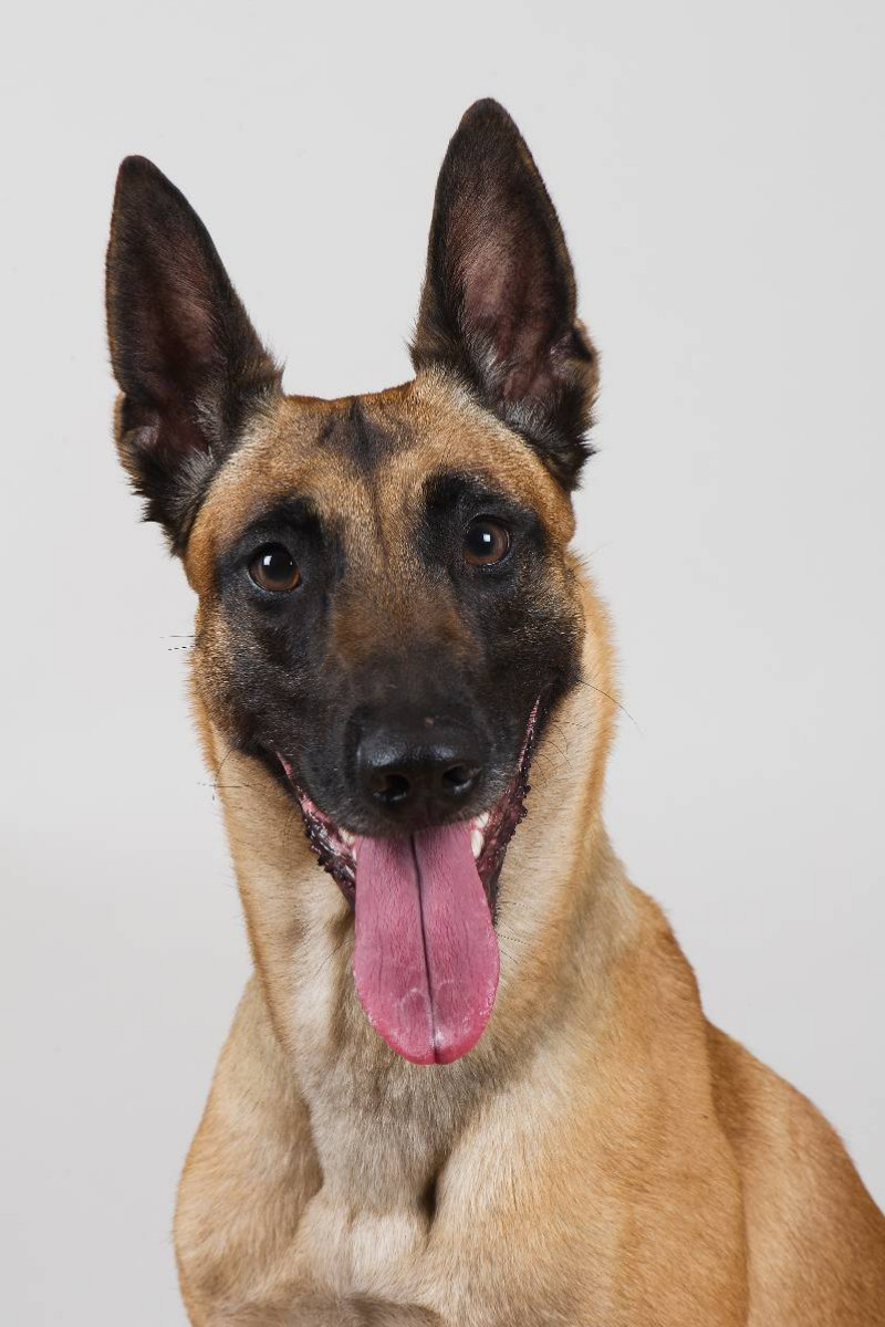 Malinois