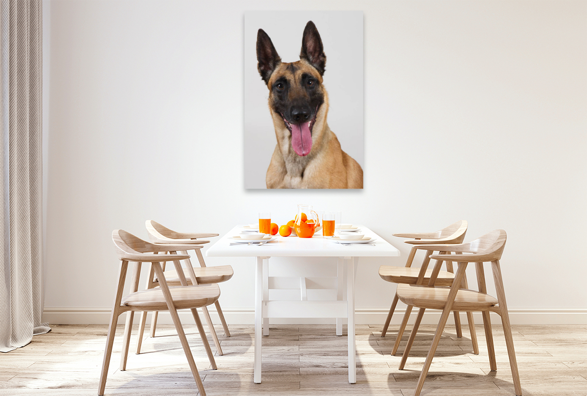 Malinois