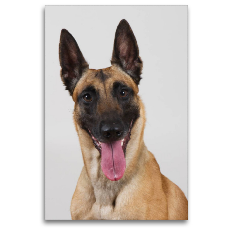 Malinois