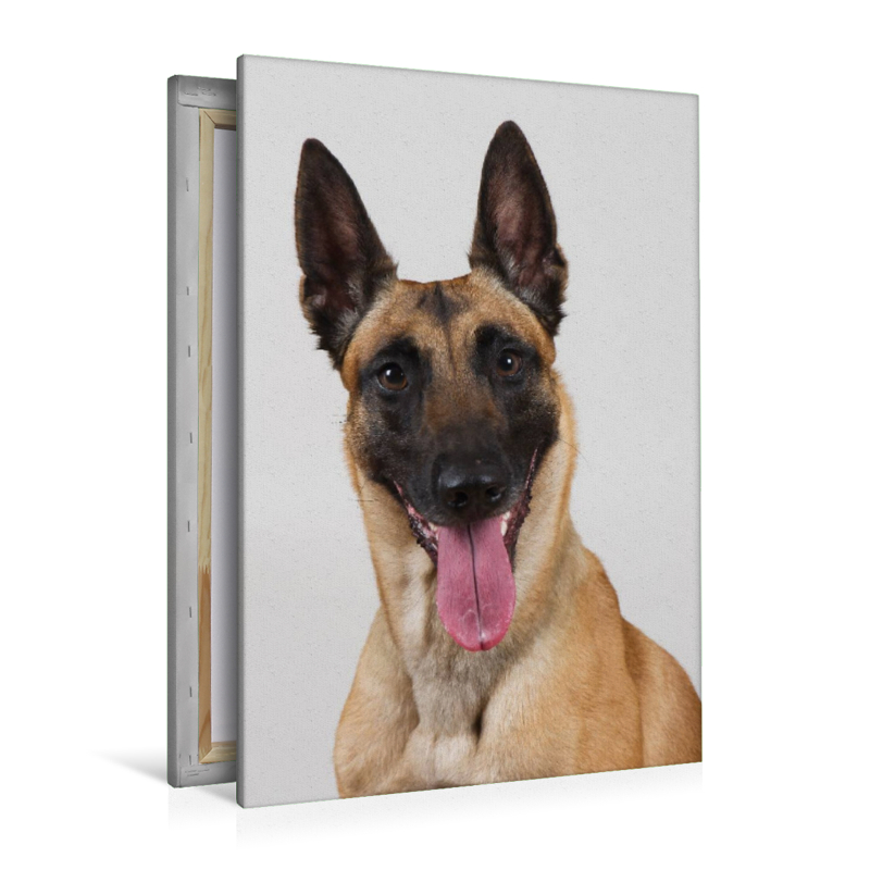 Malinois