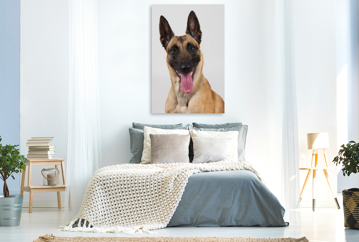 Malinois