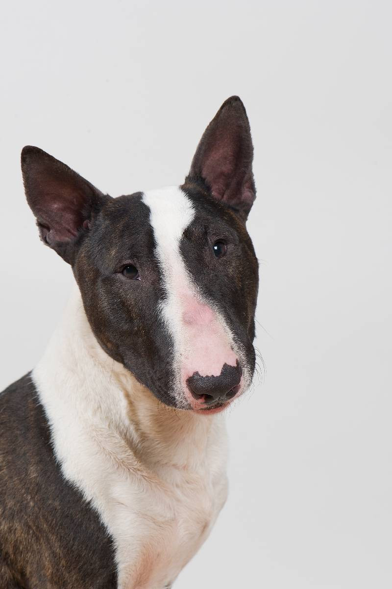 Mini Bullterrier