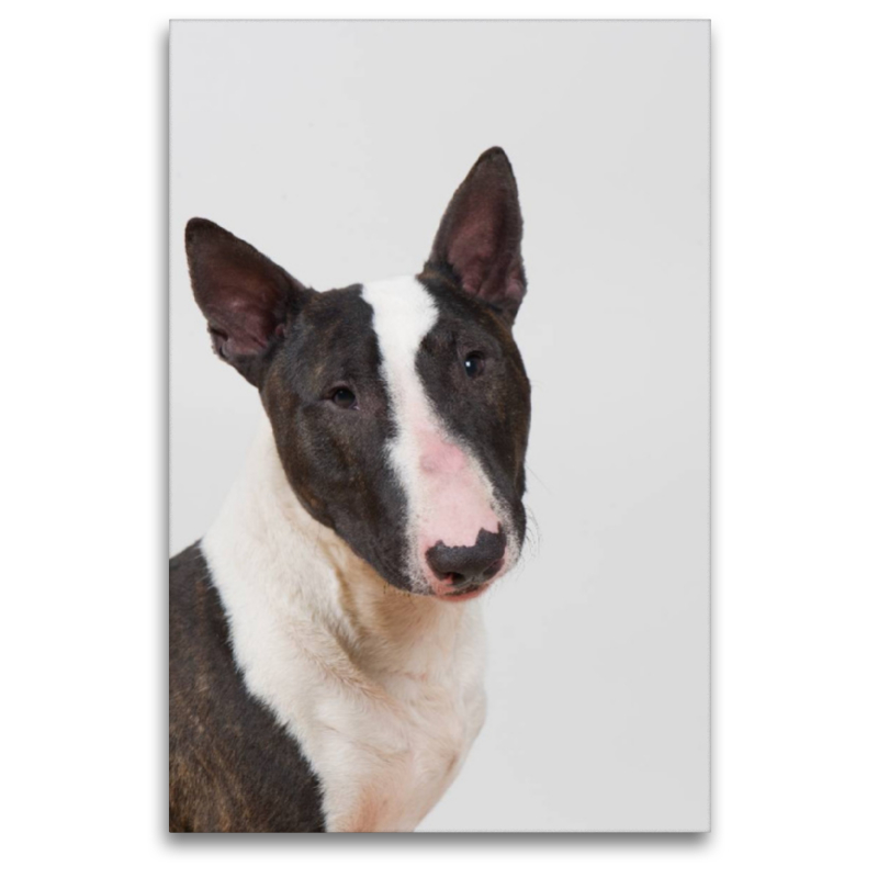 Mini Bullterrier